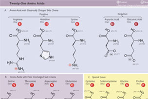 Amino Acids