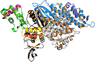 Molecular Biology